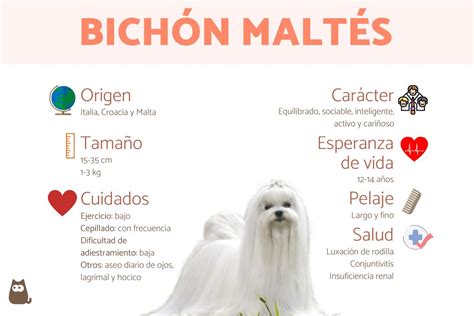 maltes negro|bichon maltés características.